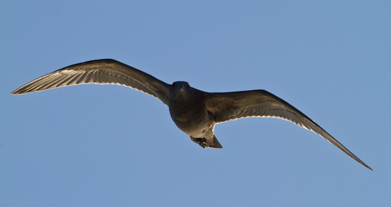 Gull In Flight